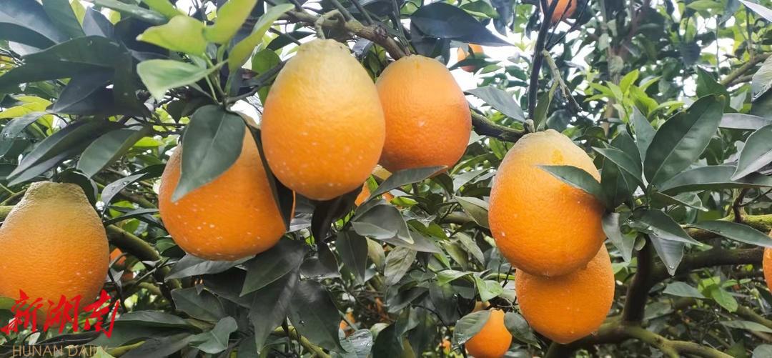 湖南新宁:脐橙产业焕发乡村振兴“新光彩”_邵阳头条网